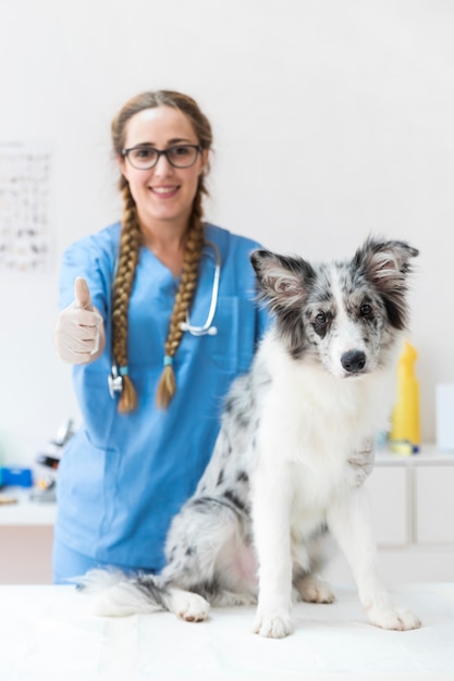 Veterinario de sexo femenino con el perro en la tabla en la clínica que ...