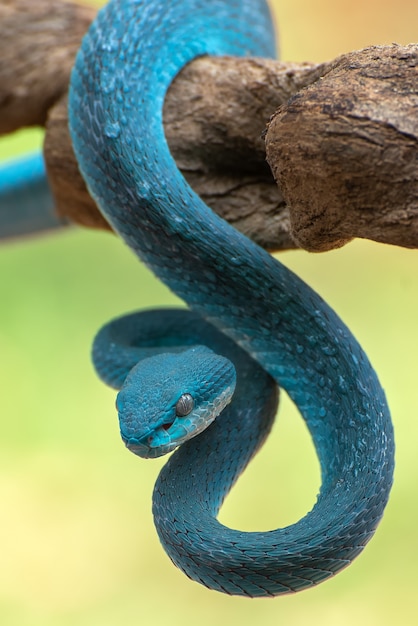 La víbora de la isla de labios blancos Foto Premium