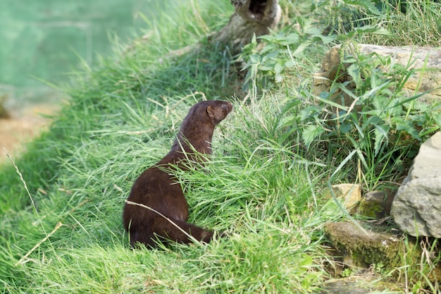 Vison Europeo Mustela Lutreola Sentado Al Sol Esperando Que Suceda Algo Foto Premium