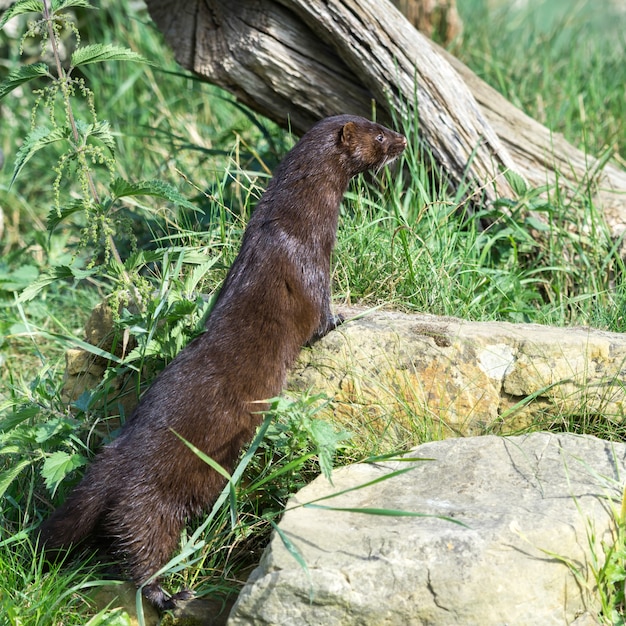 Vison Europeo Mustela Lutreola Foto Premium