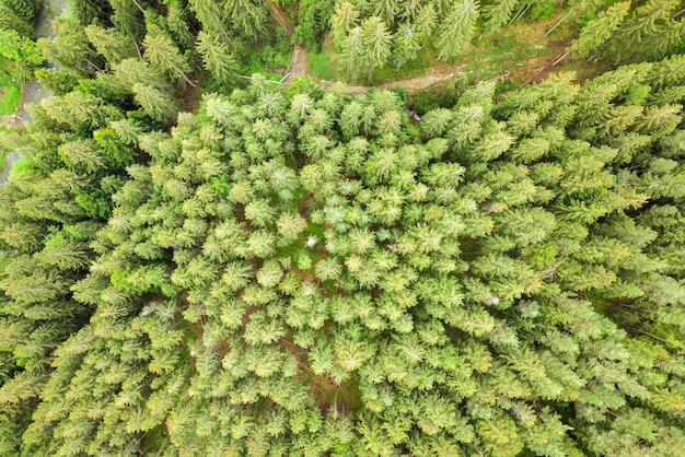 Vista aérea del bosque de pinos verde con copas de abetos en las