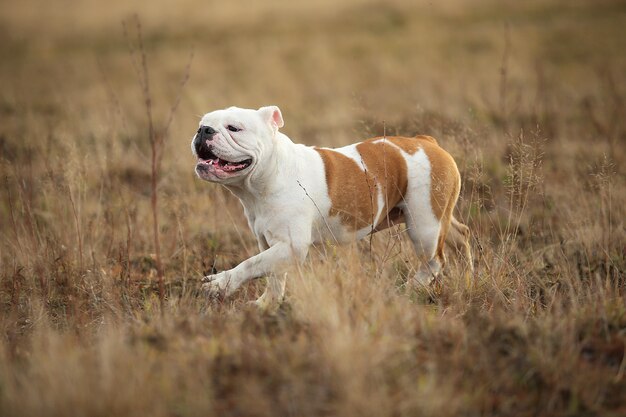 Foto Premium Vista Lateral De Un Bulldog Ingles Corriendo Hacia Adelante En El Campo