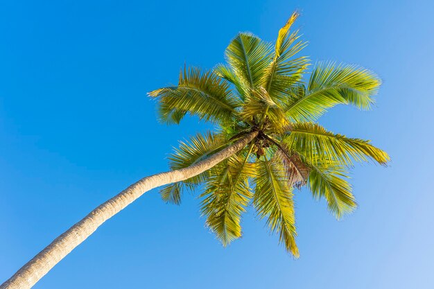 Vista En Perspectiva De La Palmera De Coco Desde El Piso Alto En La