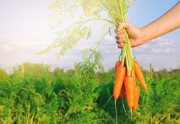 Zanahorias Frescas Recién Cosechadas En Manos De Un Agricultor En El Campo Hortalizas Orgánicas 7007