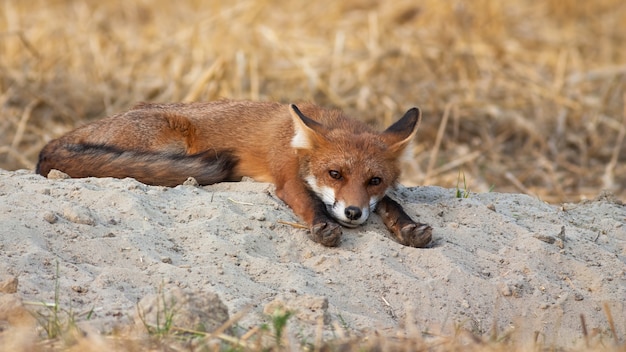 Zorro Rojo Acostado Con Las Patas Estiradas Hacia Adelante En La Manana De Verano En La Naturaleza Foto Premium