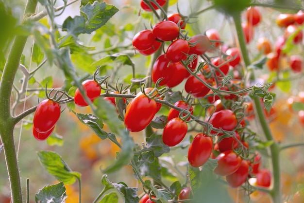 Agricoltura della crescita fresca e rossa matura fresca della piantagione dei pomodori nel giardino organico della serra pronto a raccogliere. Foto Premium
