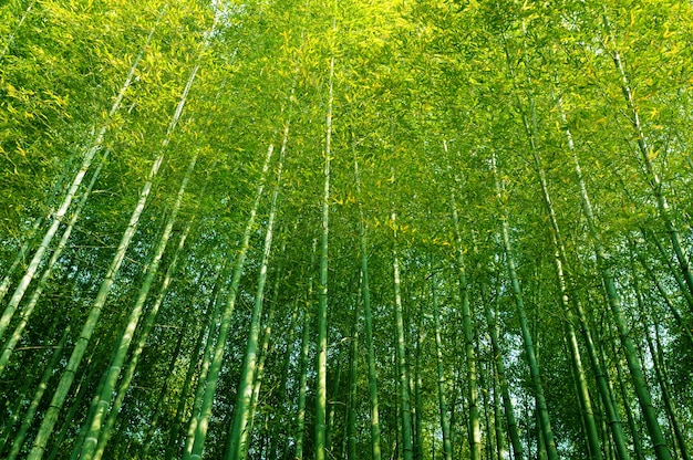 Alberi alti della foresta di bamb cina Scaricare foto 