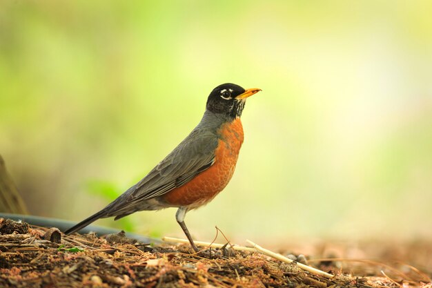 American robin in primavera Foto Premium