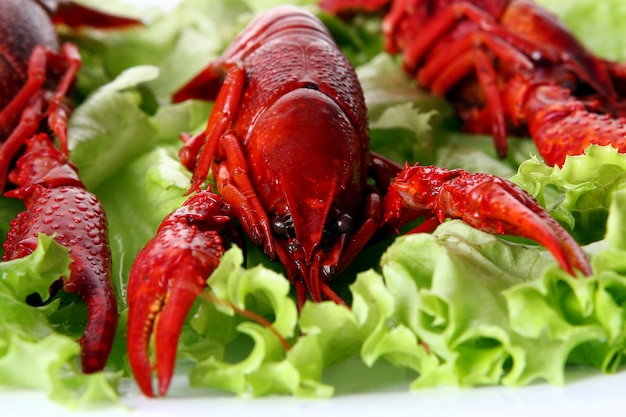Artiglio rosso con insalata verde Foto Gratuite