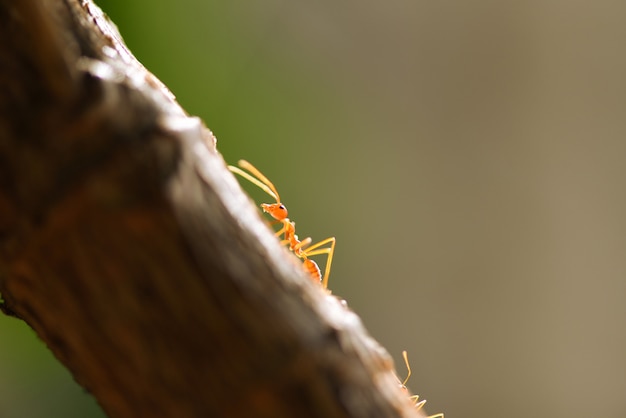 Azione della formica che sta sul ramo di albero. chiuda sull'insetto del colpo della camminata della formica di fuoco a macroistruzione nella formica di colore rosso della natura. Foto Premium