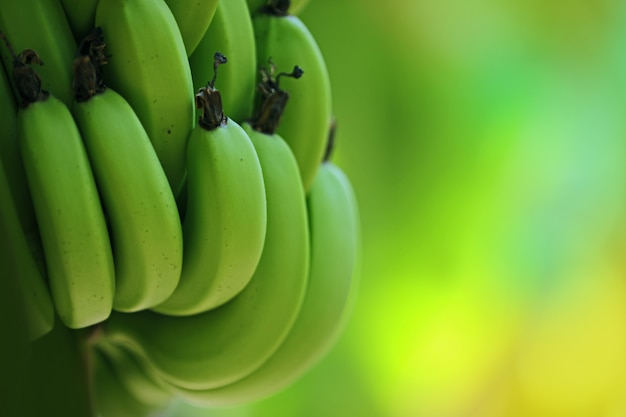 Banana verde Foto Premium