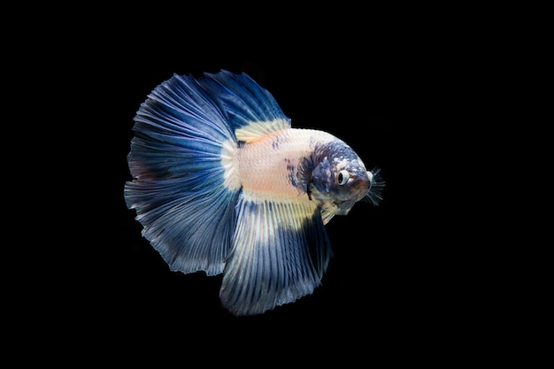 Bella colorata di pesce betta siamese Foto Gratuite