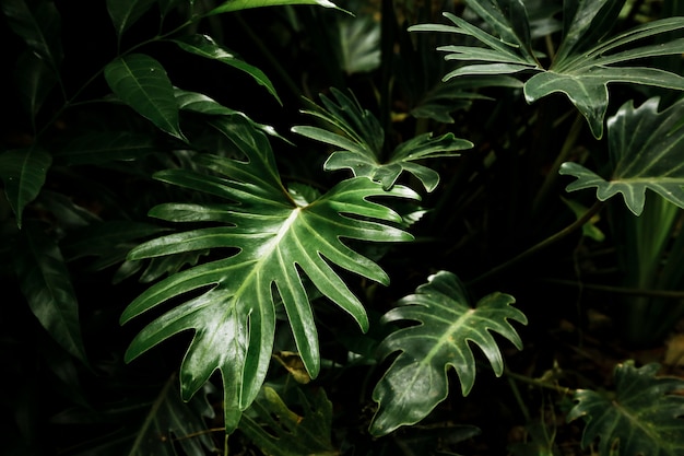 Belle foglie tropicali nella foresta Foto Gratuite