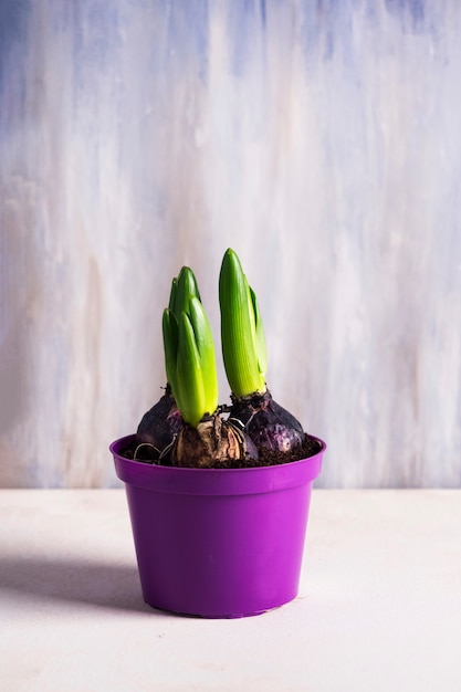 Bulbi In Vaso Di Vetro.Bulbi Da Fiore Che Crescono In Vaso Foto Gratis