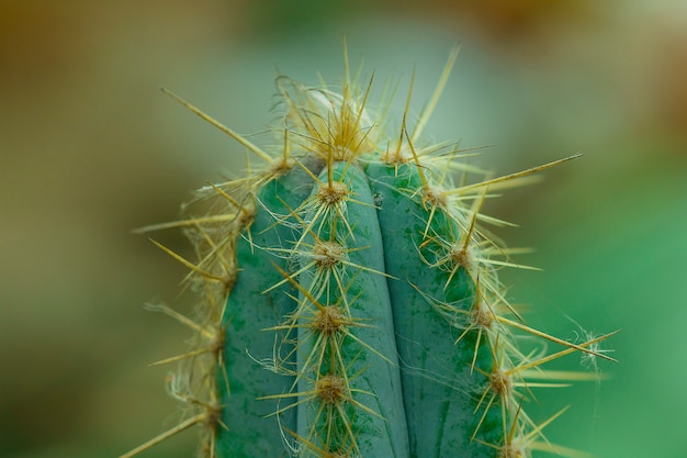 Cactus in natura le spine affilate. Foto Premium