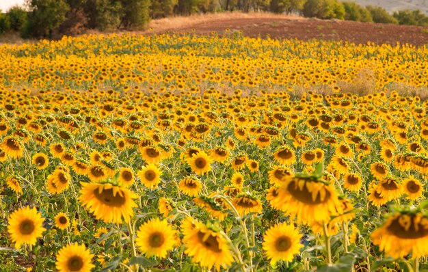 Campo Di Girasoli Al Tramonto Foto Premium 3606