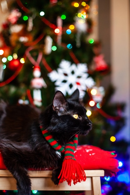 Albero Di Natale Rosso E Nero.Coon Nero Maine Del Gatto Piccolo Con La Sciarpa Rossa E Verde Vicino All Albero Di Natale Foto Premium