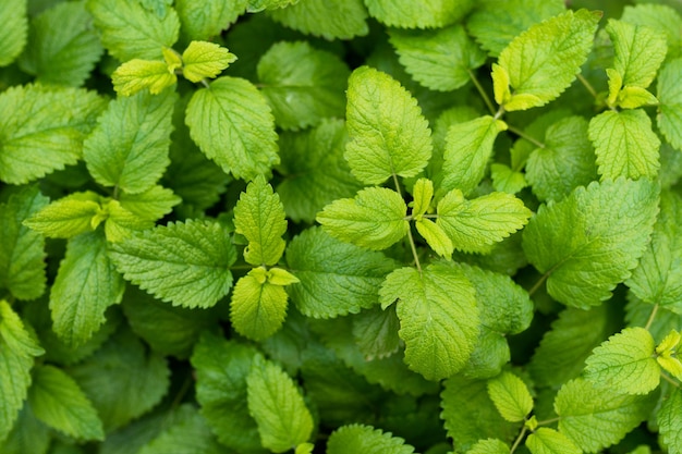 Cornice completa di foglie di menta fresca balsamo verde ...