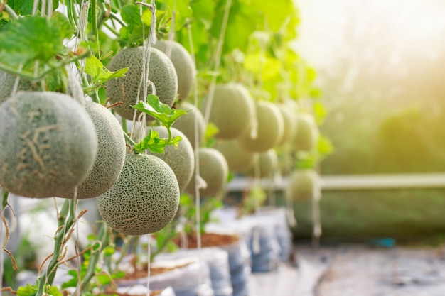 Fattoria di melone cantalupo giapponese Foto Premium