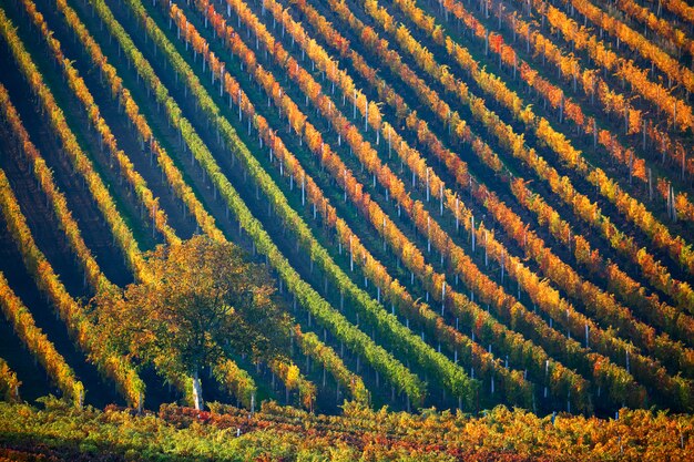File variopinte delle vigne con un albero in autunno. moravia del sud, repubblica ceca. Foto Premium