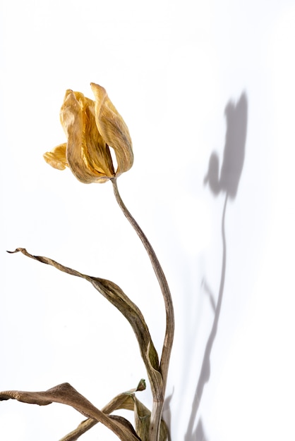 Fiore Appassito Fiore Secco Tulipano Giallo Su Sfondo Bianco Con Ombra Foto Premium