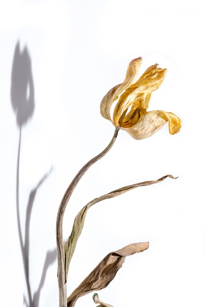 Foto Premium Fiore Appassito Fiore Secco Tulipano Giallo Su Sfondo Bianco Con Ombra