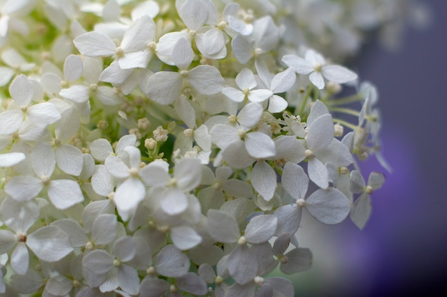 Fiore di gelsomino fresco. avvicinamento. Foto Premium
