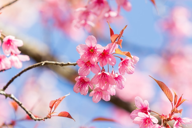 Fiori di ciliegio primaverili Foto Premium
