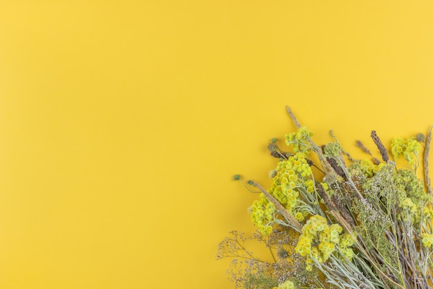 Fiori gialli su sfondo giallo. minimalismo. disteso. Foto Premium