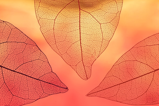 Foglie di autunno arancio trasparenti vibranti Foto Gratuite