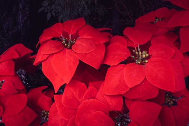 Poinsettia Types Selection And Care Tips Green And Vibrant