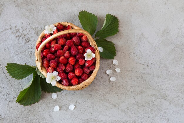 Fragola selvatica in un cesto su un tavolo grigio, foglie di fragola selvatica e fiori Foto Premium