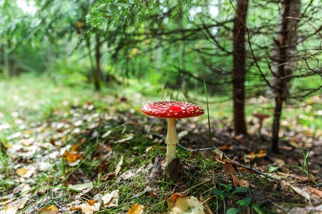 Fungo tossico e allucinogeno fly agaric in erba sulla foresta di autunno Foto Premium