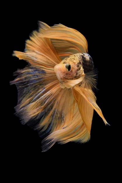 Halfmoon betta fish Foto Gratuite