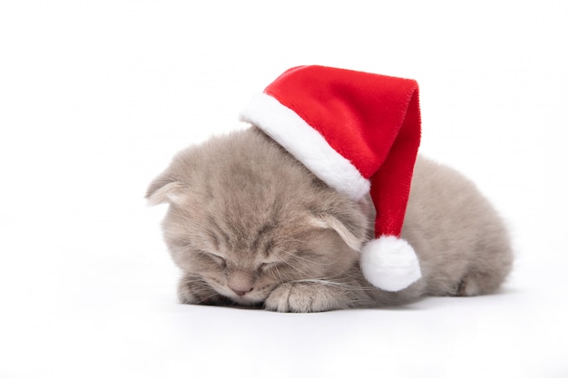 Confezione di 6 biglietti natalizi con immagine di gatto che dorme con cappello di Babbo Natale 