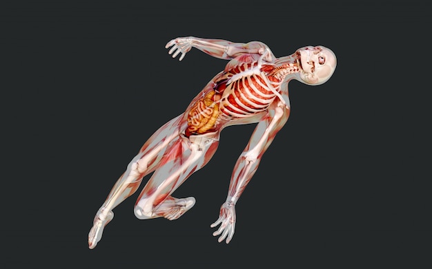 Illustrazione 3d di un sistema muscolare maschile scheletro, osso e apparato digerente con tracciato di ritaglio Foto Premium