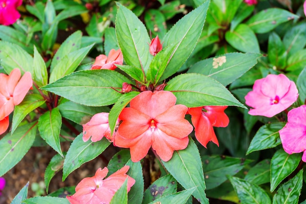 Fiori Di Vetro Nuova Guinea.Impatiens Della Nuova Guinea Rossa Nel Giardino Foto Premium