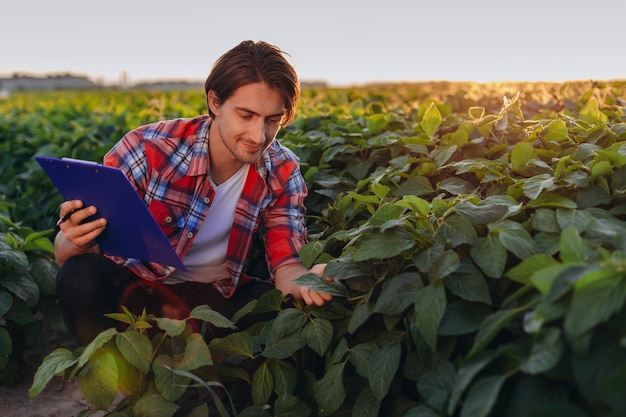 L'agronomo sorridente in un campo che prende il controllo della resa e tocca le piante nel tramonto. Foto Premium