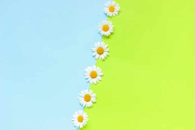 Linea chamomiles fiori margherite su sfondo di carta di colore verde e blu in stile minimal copia spazio modello per lettering, testo o il tuo design piatto creativo posare vista dall'alto Foto Premium