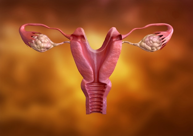 Malformazione uterina Foto Premium