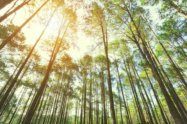 Mostra Degli Alberi Nella Foresta Con La Luce Del Sole Sfondo Di Viaggio Foto Premium