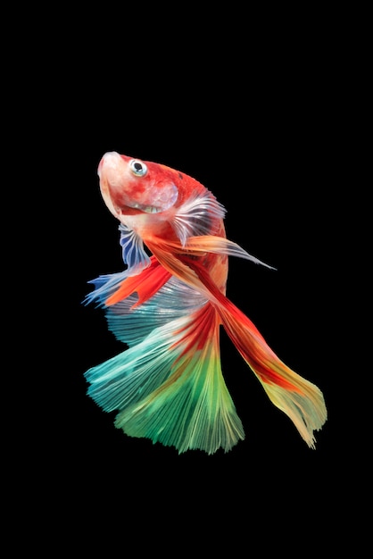Movimento del pesce betta, pesce combattente siamese, betta splendens isolato sul nero Foto Premium