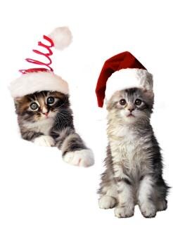 I Gatti E Il Natale