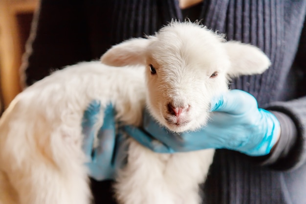 Piccola capra nelle mani di un veterinario da sfamare. nel focus del tutorial. Foto Premium