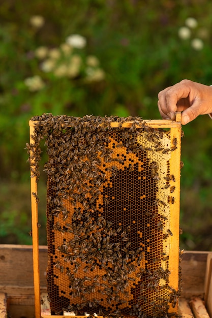 Primo piano di apicoltore in possesso di un nido d'ape pieno di api Foto Premium