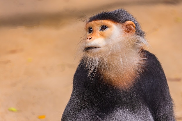 Red douc langur / pygathrix nemaeus / una specie di scimmia Foto Premium