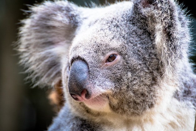 immagini koala da scaricare