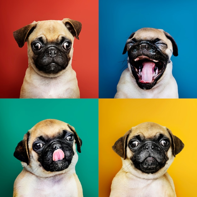 Ritratto di un adorabile cucciolo di carlino Foto Gratuite