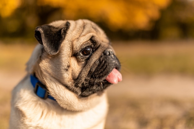 Ritratto di un cane del carlino che si siede nel parco di autunno sulle foglie gialle contro degli alberi e della foresta di autunno. il cucciolo mostra la lingua. Foto Premium