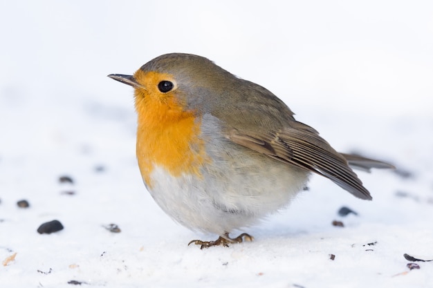 Robin su un ramo Foto Premium
